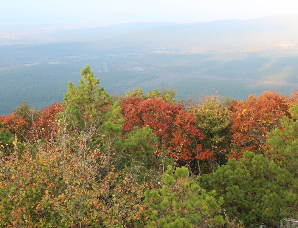 11/8/2023 Fall Foliage Update Talimena National Scenic Byway